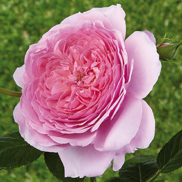 Romantische Rose